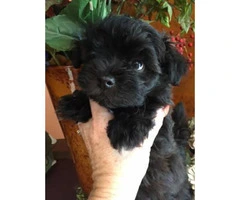 3 male Havanese puppies approximately 8 weeks old - 5