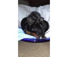 2 females pure breed Yorkshire Terrier