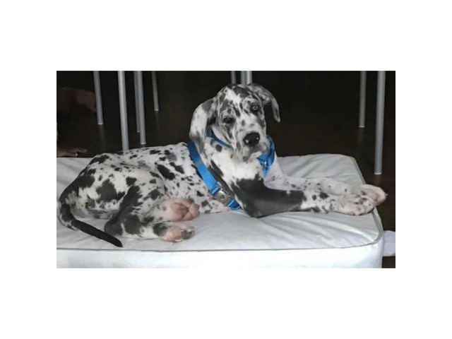 10 Weeks Old Great Dane Puppies For Sale Near Me