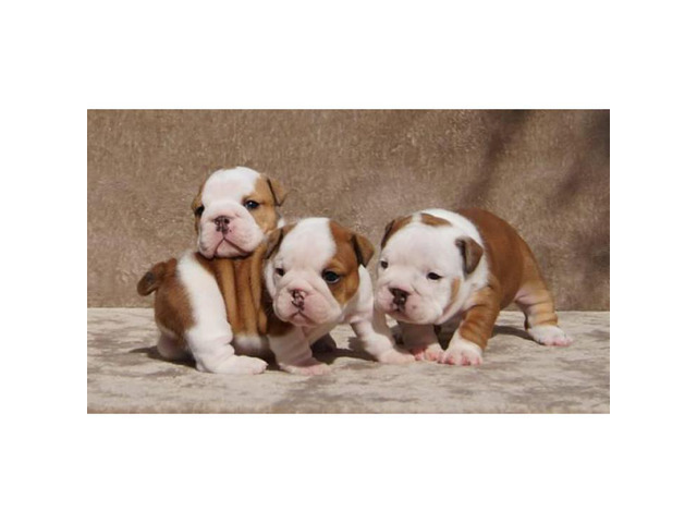 Brown male Bulldog puppies for sale in Albany, New York