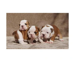 Brown male Bulldog puppies for sale