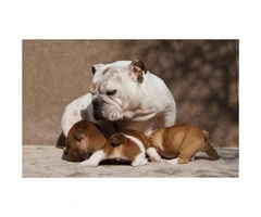Brown male Bulldog puppies for sale - 2