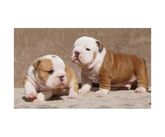 Brown male Bulldog puppies for sale - 3