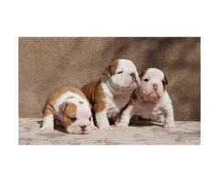 Brown male Bulldog puppies for sale - 4