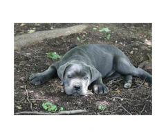 Cane Corso Puppies AKC/ICCF registered