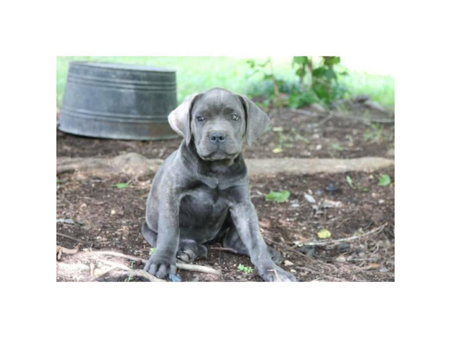 Cane Corso Puppies AKC/ICCF registered in Hickory, North