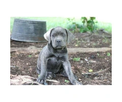 Cane Corso Puppies AKC/ICCF registered - 2
