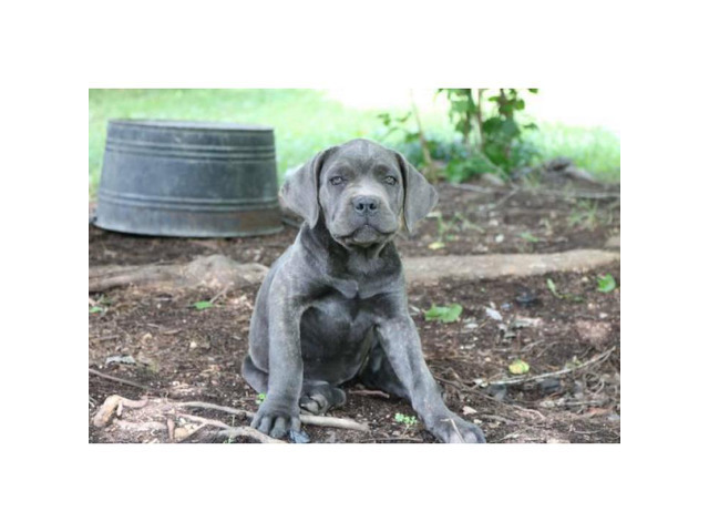 Cane Corso Puppies AKC/ICCF registered in Hickory, North