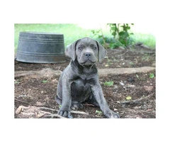 Cane Corso Puppies AKC/ICCF registered - 3