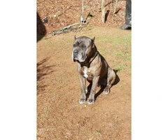 Cane Corso Puppies AKC/ICCF registered - 4