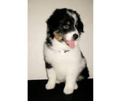 Aussie Dog in San Francisco, California - Puppies for Sale ...