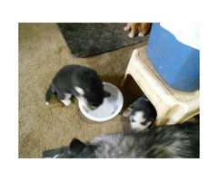 3 male Siberian Puppies - 2