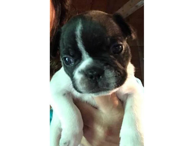 French Bulldogs with the AKC paperwork in Norfolk, Virginia - Puppies