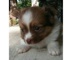 2 adorable red and white female full blood papillion puppies