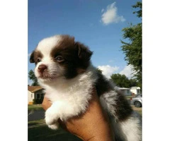 2 adorable red and white female full blood papillion puppies - 2