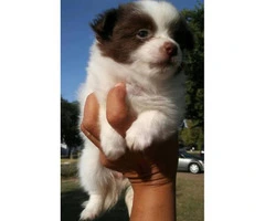 2 adorable red and white female full blood papillion puppies - 3