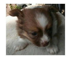 2 adorable red and white female full blood papillion puppies - 4