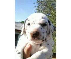 One full blooded black spotted male Dalmatian puppy left - 2
