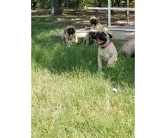English mastiff puppies with full AKC registration papers - 2