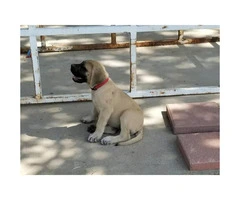 English mastiff puppies with full AKC registration papers - 3