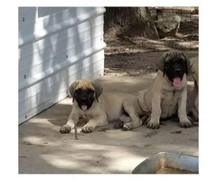 English mastiff puppies with full AKC registration papers - 4