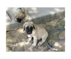 English mastiff puppies with full AKC registration papers - 5