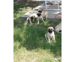 English mastiff puppies with full AKC registration papers - 7