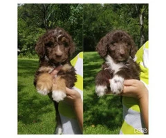 2 months old  adorable and friendly Aussiedoodle puppies