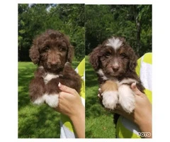 2 months old  adorable and friendly Aussiedoodle puppies - 3
