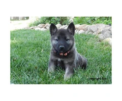 Beautiful AKC registered Norwegian Elkhound puppies