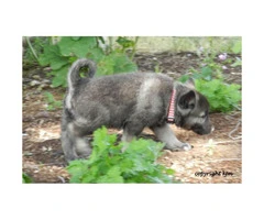 Beautiful AKC registered Norwegian Elkhound puppies - 2