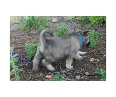 Beautiful AKC registered Norwegian Elkhound puppies - 3