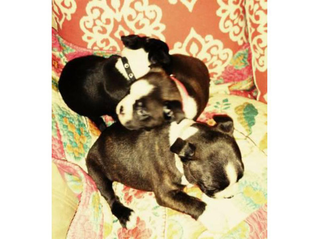 3 female Boston terrier pups Ckc registered in