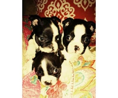 3  female Boston terrier pups Ckc registered - 4