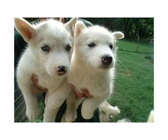 Absolutely adorable & playful Husky for sale - 6