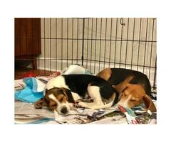 Adorable Beagle/hound mix available for adoption
