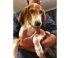 Adorable Beagle/hound mix available for adoption - 2