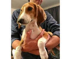 Adorable Beagle/hound mix available for adoption - 3