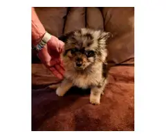 3 Pomsky puppies available - 3