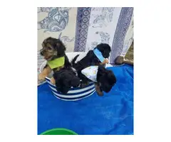 4 boys Yorkipoo puppies need their forever homes