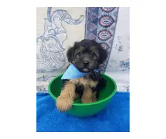 4 boys Yorkipoo puppies need their forever homes - 2