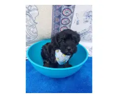 4 boys Yorkipoo puppies need their forever homes - 3