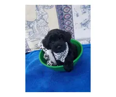 4 boys Yorkipoo puppies need their forever homes - 4