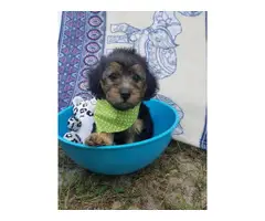 4 boys Yorkipoo puppies need their forever homes - 5