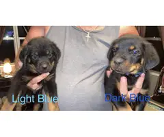 4 AKC Registered Rottweiler puppies for sale - 2