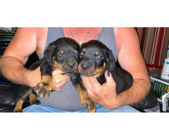 4 AKC Registered Rottweiler puppies for sale