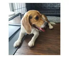Beagle puppies 3 Males and 3 Females available