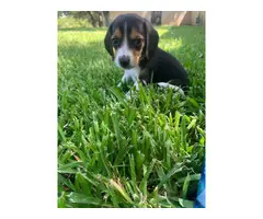 Beagle puppies 3 Males and 3 Females available - 3