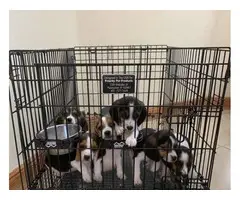 Beagle puppies 3 Males and 3 Females available - 6