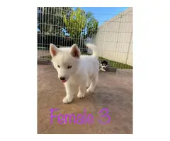 Gorgeous Husky Puppies ready to be rehomed